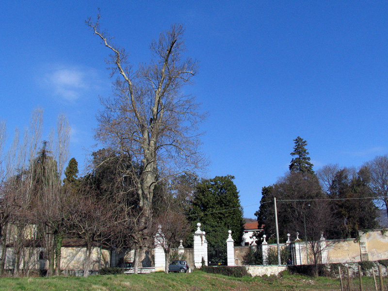 IL PLATANO DI COLLEBEATO (BS)